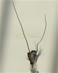  Mature Spikelet